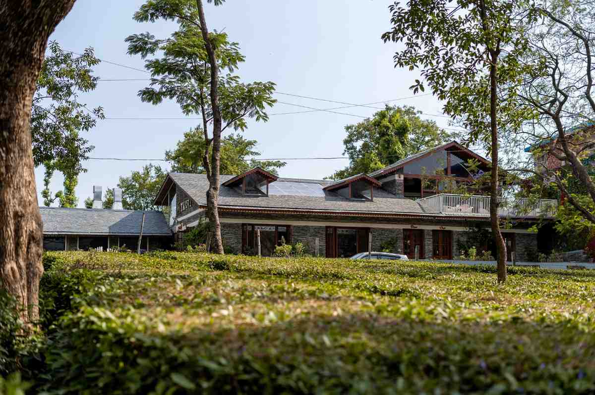 Dhauladhar mountains and tea gardens